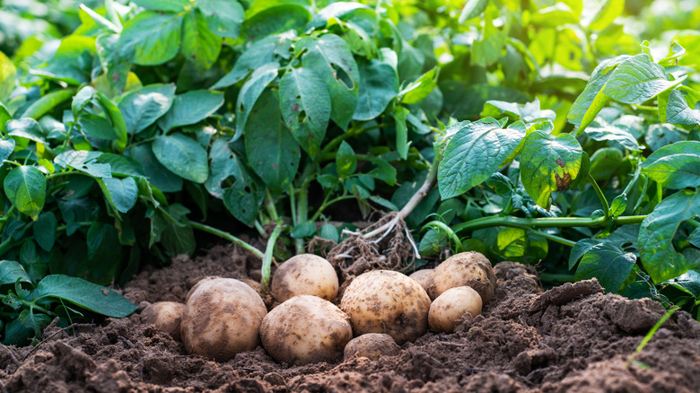 Potato plants with harvested potatoes in garden