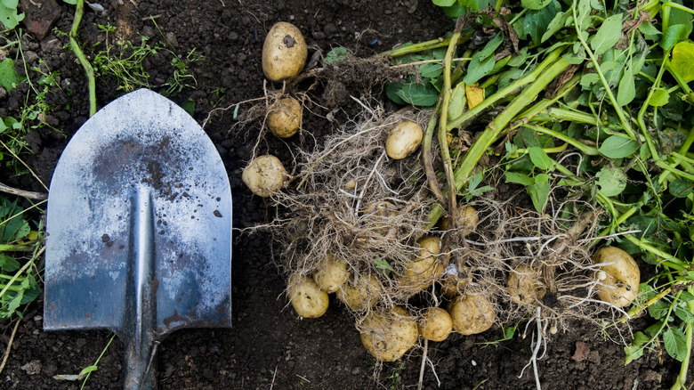 Potatoes harvested from the garden.