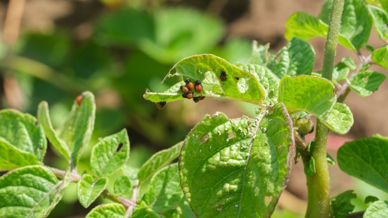Colorado potato beetles on potato plants leaves.
