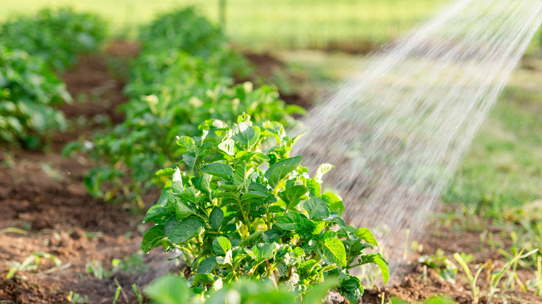 Watering potato plants in garden.