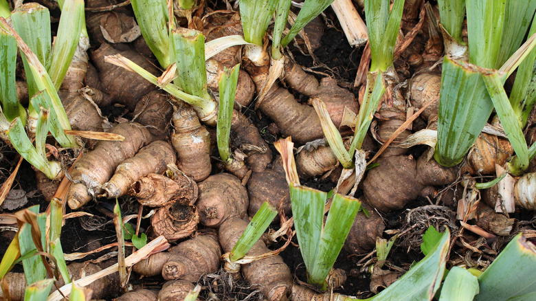 Iris tubers trimmed for planting.