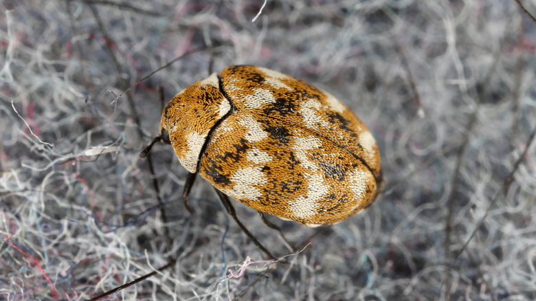 Orange, brown and white beetle