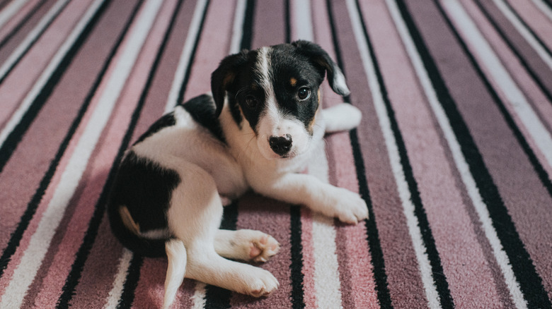Puppy on a purple striped carpet