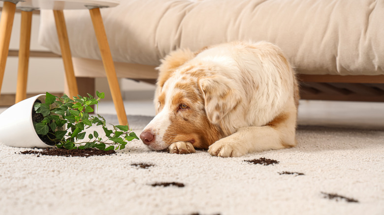 a dog and an overturned plant pot on a carpet tile floor