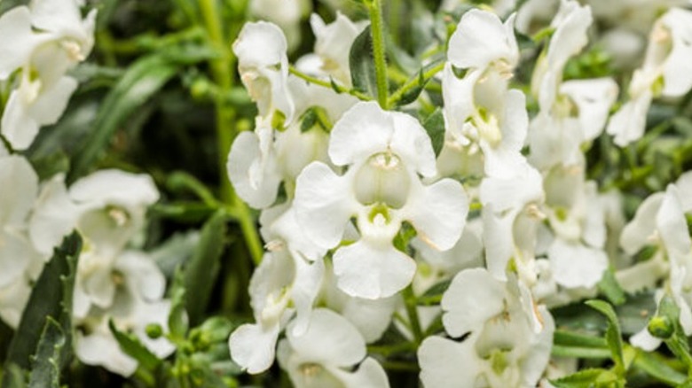 White flowers of Angelface 'Cascade Snow' angelonia