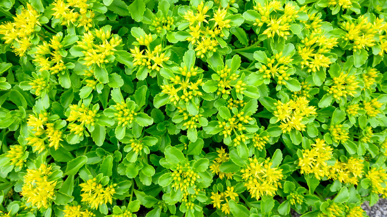 Small yellow 'Angelina' stonecrop nestled amidst large green leaves
