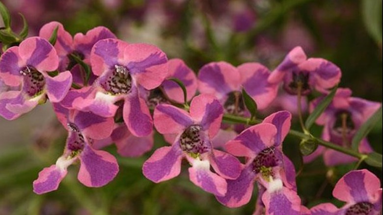 Dual colored flowers of AngelMist 'Spreading Berry Sparkler' summer snapdragon
