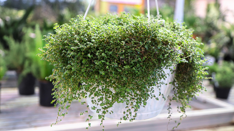 Baby's tears growing in a white hanging basket