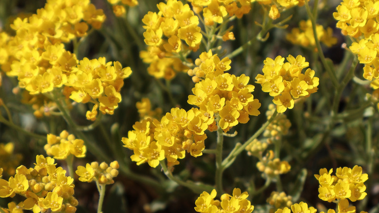 Bright yellow flowers of basket-of-gold