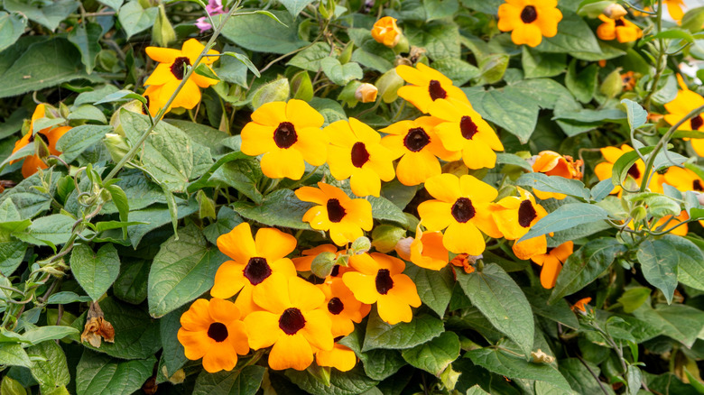 Yellow-orange flowers of black-eyed Susan vine in bloom