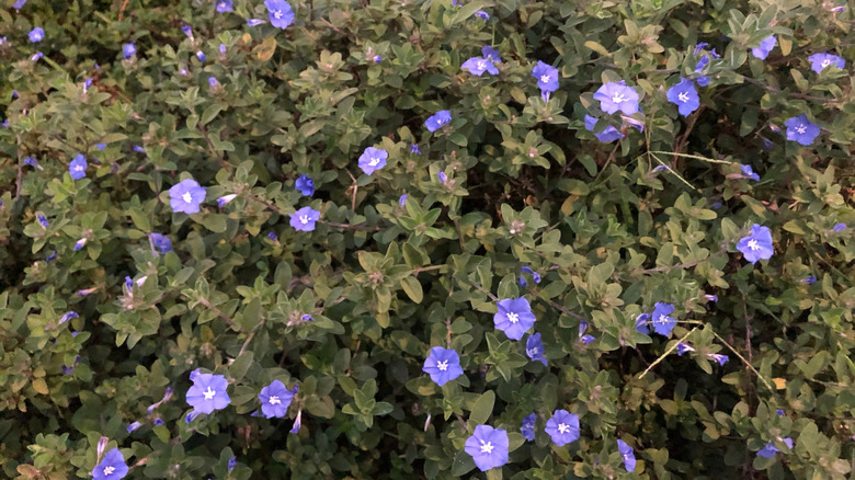 Small blue flowers of 'Blue My Mind' morning glory