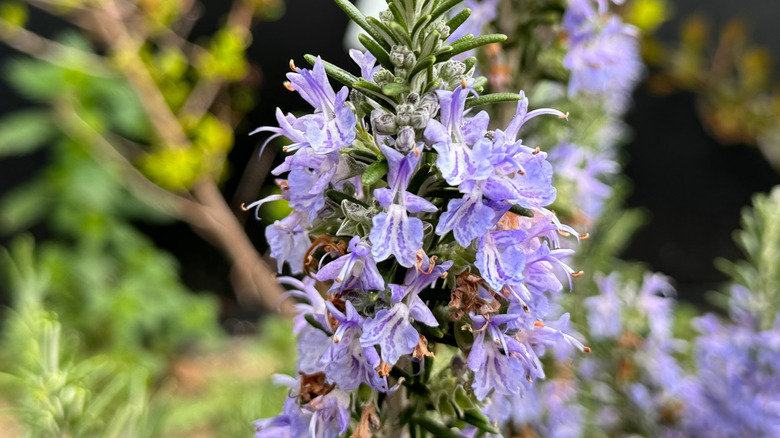 Small blue flowers of creeping rosemary