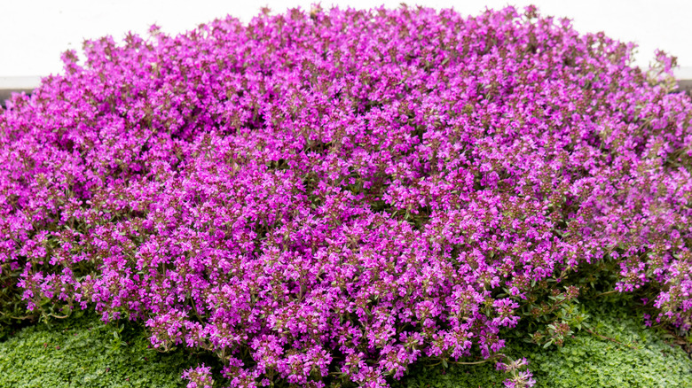 Bright pink flowers of creeping thyme