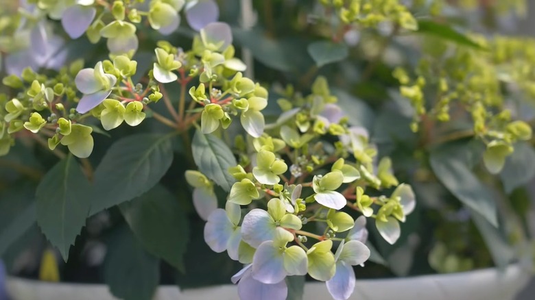 Blue and green flowers of Fairytrail Fresco Cascade hydrangea about to bloom in a garden