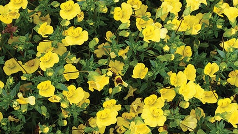 Vibrant yellow flowers of 'Gold Dust' mecardonia