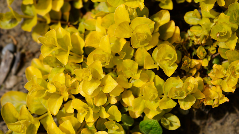 Pretty golden leaves of golden creeping jenny