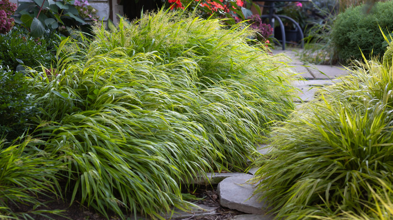 Golden hakonechloa's green blades growing in a garden