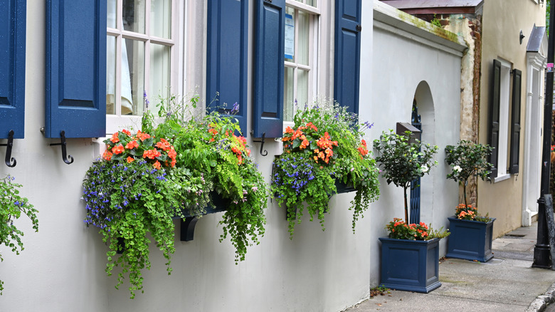 Cascading colorful flowers in window boxes of an apartment building