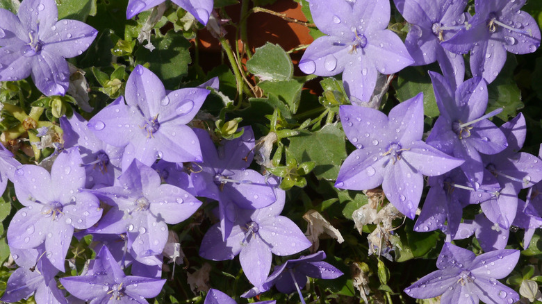 Dew drops on purple blooms of Italian bellflower
