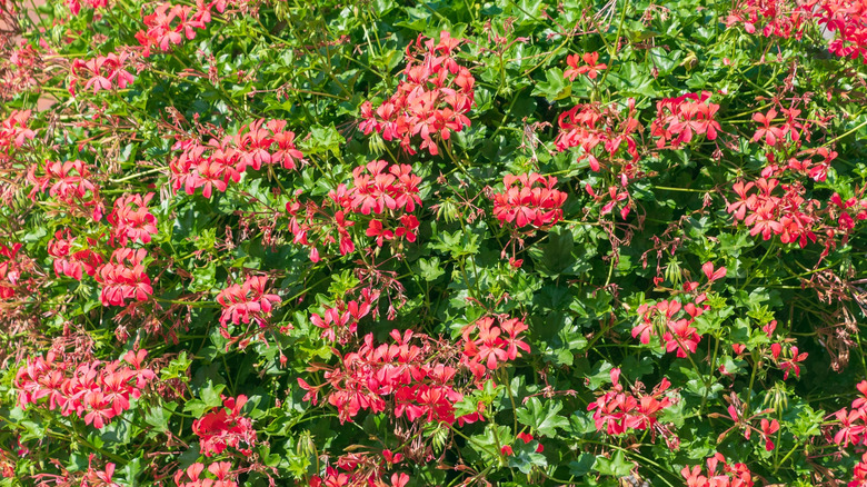 Bright pink ivyleaf geranium flowers receiving sunlight