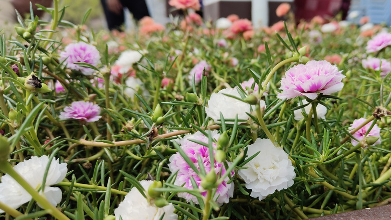 Pink and white moss rose growing as ground cover in a garden