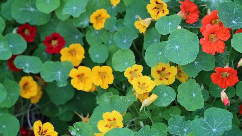Red and yellow nasturtium flowers amidst large green leaves