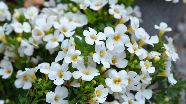 Pretty white flowers of ornamental bacopa with yellow centers