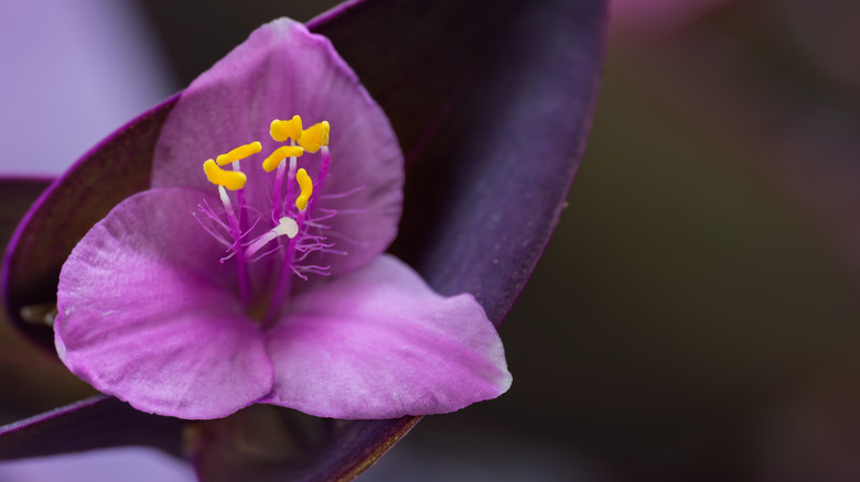 A close up of a pink purple heart flower