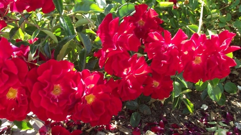 Pretty red flowers of Red Ribbons rose