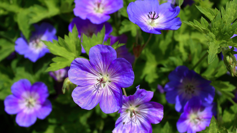 Purple-blue flowers of Rozanne geranium