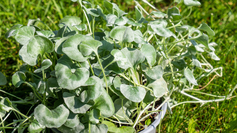 Potted 'Silver Falls' dichondra receiving sunlight