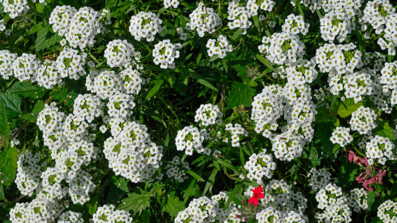 Delicate white flowers of 'Snow Princess' sweet alyssum