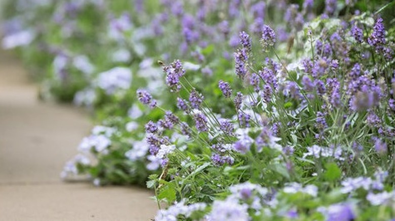 Lavender flowers of Superbena 'Stormburst' verbena