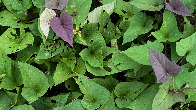 Green and purple leaves of sweet potato vine