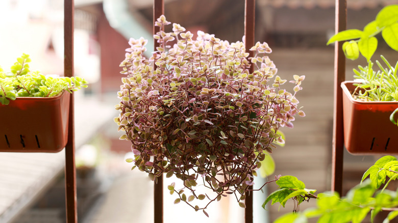 Purple turtle vine spilling down a small hanging planter