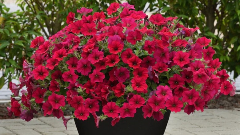 Vibrant red flowers of Wave 'Carmine Velour' petunia