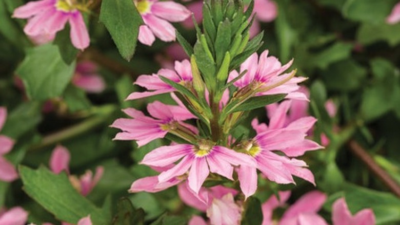 Gorgeous blooms of Whirlwind Pink fan flower