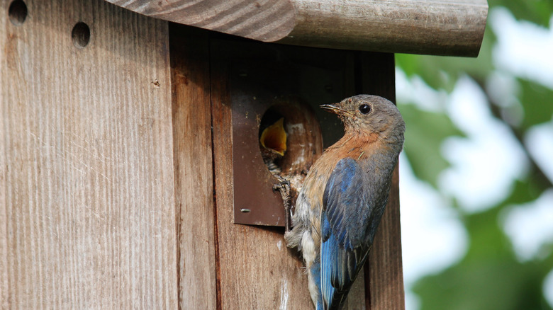 Bluebird at birdhouse with baby