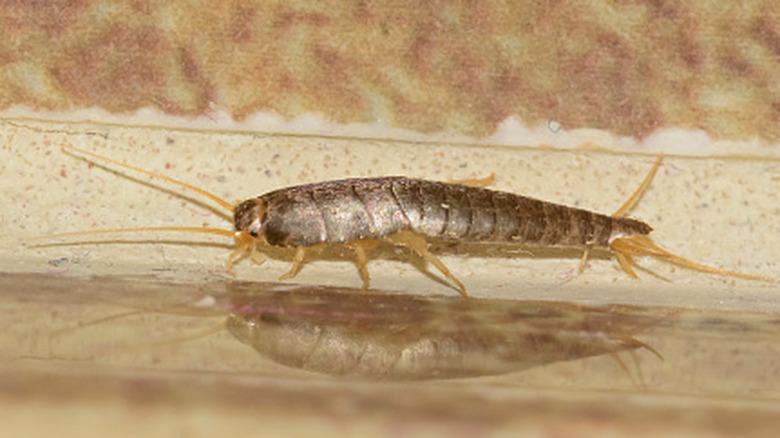 A silverfish slithers near the wall inside a home