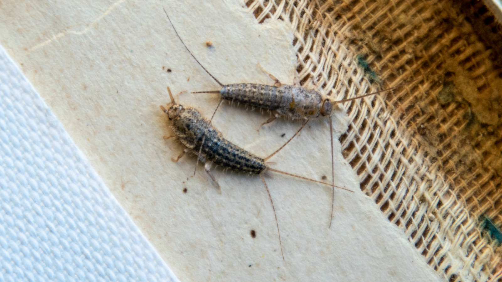 Catch Silverfish With Little More Than Plain Glass Jars