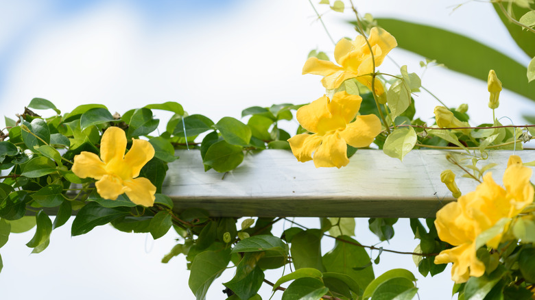 Cat's Claw vine grows around fence