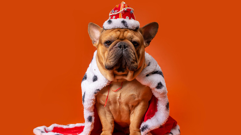 dog in king costume