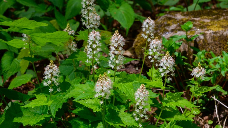 heartleaf foamflower in bloom
