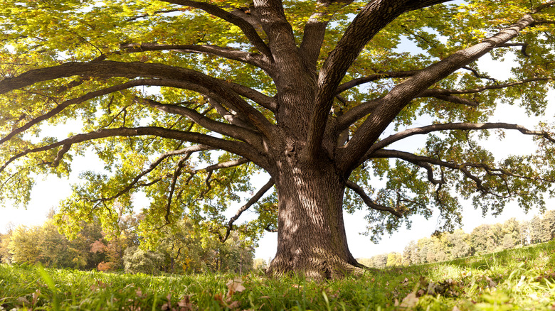 canopy of an old oak