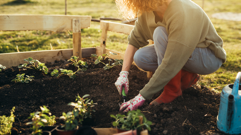 A woman working in her garden with gloves on