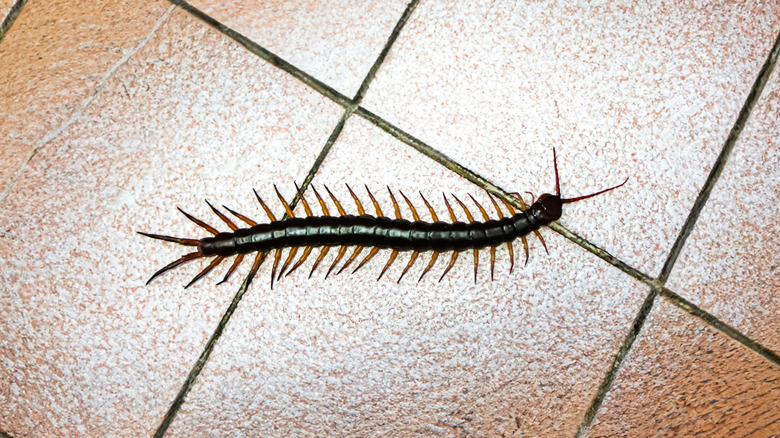 Centipede on a tile floor