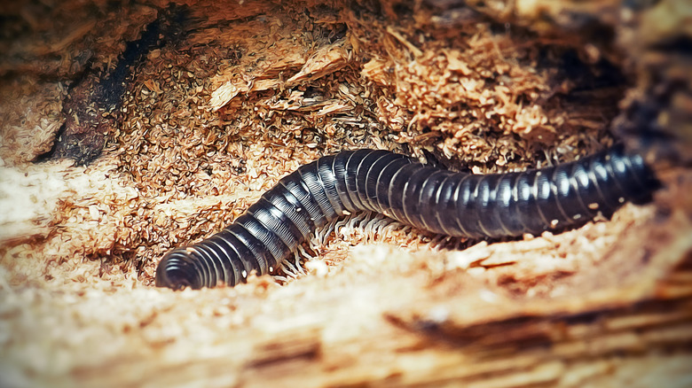 millipede in decaying wood