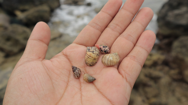 An adult's hand holds out seashells