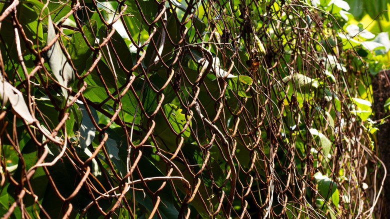 A rusty chain link fence contains a large plant