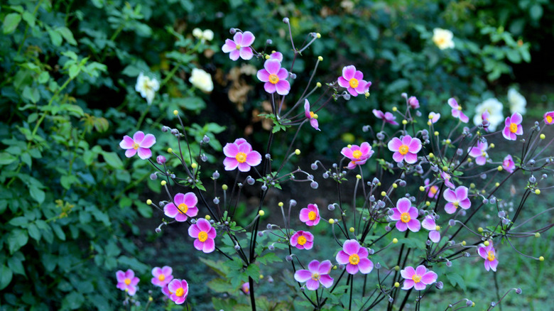 Japanese anemones growing in a shady area of a garden.